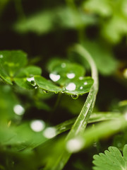 water drops on green leaf