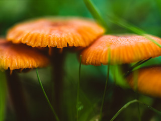 Orange mushrooms