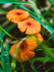 Mushrooms in the forest