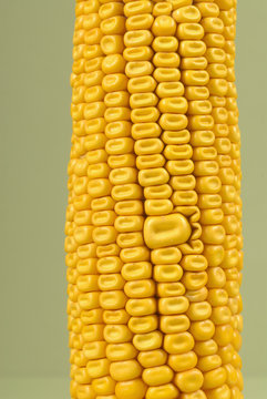 gros plan d'un &eacute;pis de mais avec un grain difforme