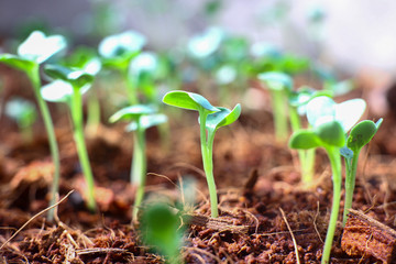 Small seedlings of lettuce grown in the garden