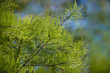 Pine tree branches in the wood agains the blue sky as a background