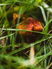 Mushroom amongst the grass