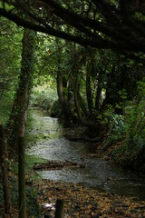 Fototapeta na wymiar Stream, creek, nature in summer