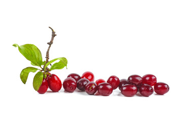Cornels isolated on a white background