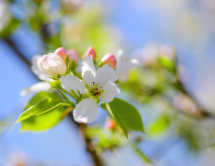 Branch of a blossoming apple tree