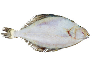 Whole single fresh flatfish on a white background