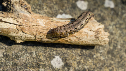 Large Yellow Underwing moth caterpillar Noctua Pronuba sitting on dry wood. Close-up of big brown caterpillar. This  larva of owlet moth Noctuidae is pest of most crops.