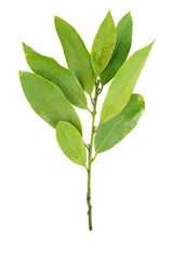 Branch of bay laurel leaves isolated on white