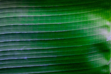Obraz na płótnie Canvas drak green tropical banana leaf texture, tropical foliage nature background 