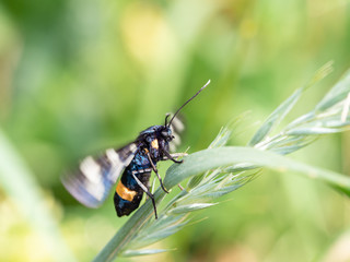 Nine-spotted moth or yellow belted burnet (Amata phegea)