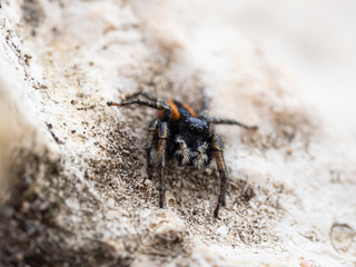 Philaeus chrysops male, jumping spider