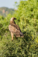 Raven eagle on a tree in samburu park