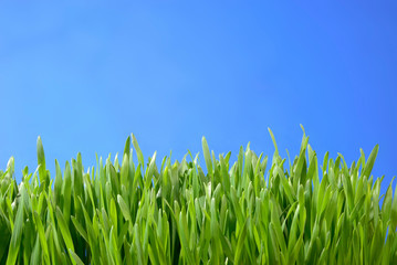 herbe verte vue de profil sur fond bleu © michel