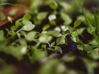 Green sprouts in the garden