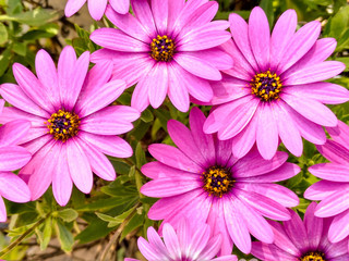 Obraz premium African Daisy Flower