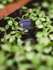 Green sprouts in the garden