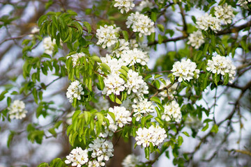 The cherry tree is in full bloom. Cherry blossoms in a small cluster of white. White cherry blossoms close up	