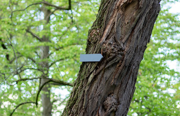 Arrow on a tree in the forest. Background with copyspace