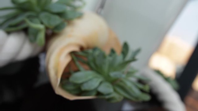 Nautical party decoration: green succulent plants on white ship rope and big spiral seashell on black surface box in slow motion. 