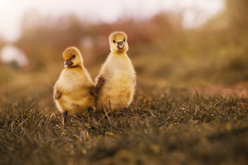 Cute gosling resting in a meadow grass. home farm