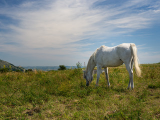 Grazing horse on top of mountain Stolova, Pavlov Hills, Czech repbublic