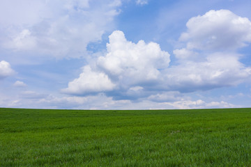 Green rural fied on sky with clouds background