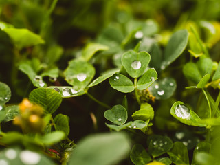 water drops on green leaves