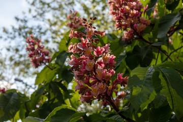 Sonnenstrahlen dingen durch den Bl&uuml;tenstand einer rot bl&uuml;henden ro&szlig;kastanie in Berlin