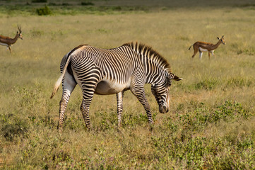 Obraz na płótnie Canvas Isolated zebra walking in the savannah of Samburu Park