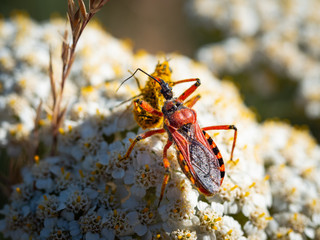 Assassin bug (Rhynocoris iracundus) with prey