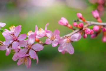 Obraz premium Flowering pink almond