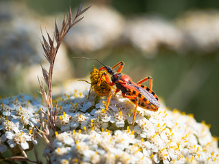 Assassin bug (Rhynocoris iracundus) with prey