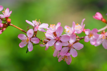 Fototapeta na wymiar Flowering pink almond