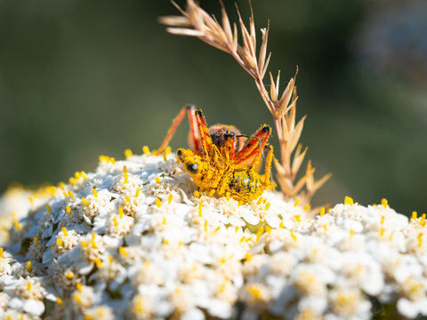 Assassin bug (Rhynocoris iracundus) with prey