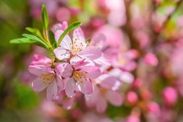 Flowering pink almond