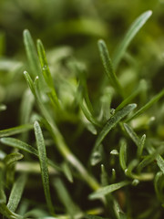 Close up of green grass