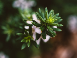Closeup of green plant leaves