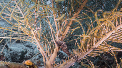 Close up of Sea Horse in coral reef of Caribbean Sea / Curacao