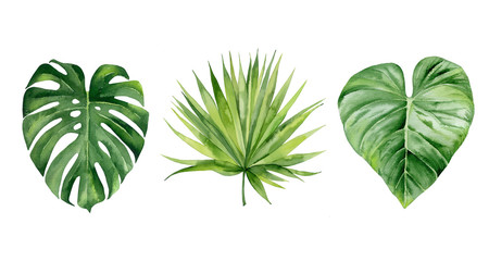 Exotic plant collection. Tropical leaf set. Details for design. Monstera leaf and palm leaves. Botanical watercolour illustration on white background.