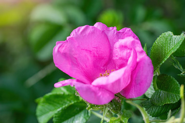 Blooming pink wild rose spring day