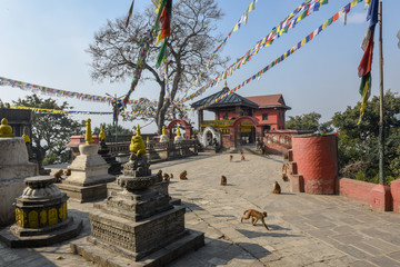 Monkeys walking near the temple of Swayambhunath at Kathmandu in Nepal