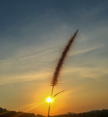 grass