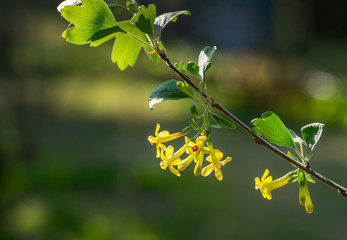 Ribes aureum flower blooming. Soft selective focus of yellow flowers golden currant, clove currant, pruterberry and buffalo currant on garden green background. Place for your text