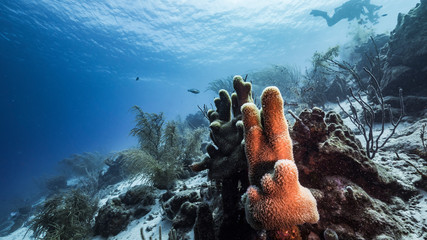 Seascape of coral reef in Caribbean Sea / Curacao with Pillar Coral, diver, coral and sponge