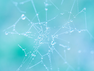 Spider web with water drops, colorful background