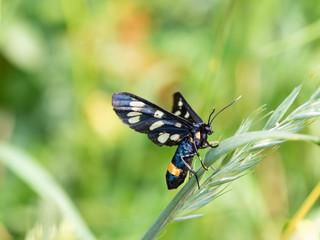 Nine-spotted moth or yellow belted burnet (Amata phegea)