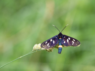 Nine-spotted moth or yellow belted burnet (Amata phegea)