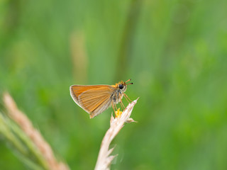 Essex skipper (Thymelicus lineola) butterfly