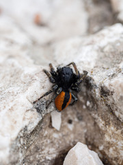 Philaeus chrysops male, jumping spider